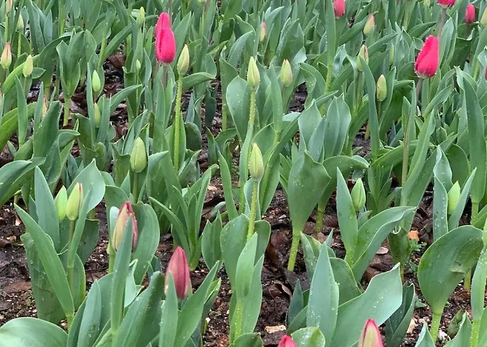 Вилла White Guest